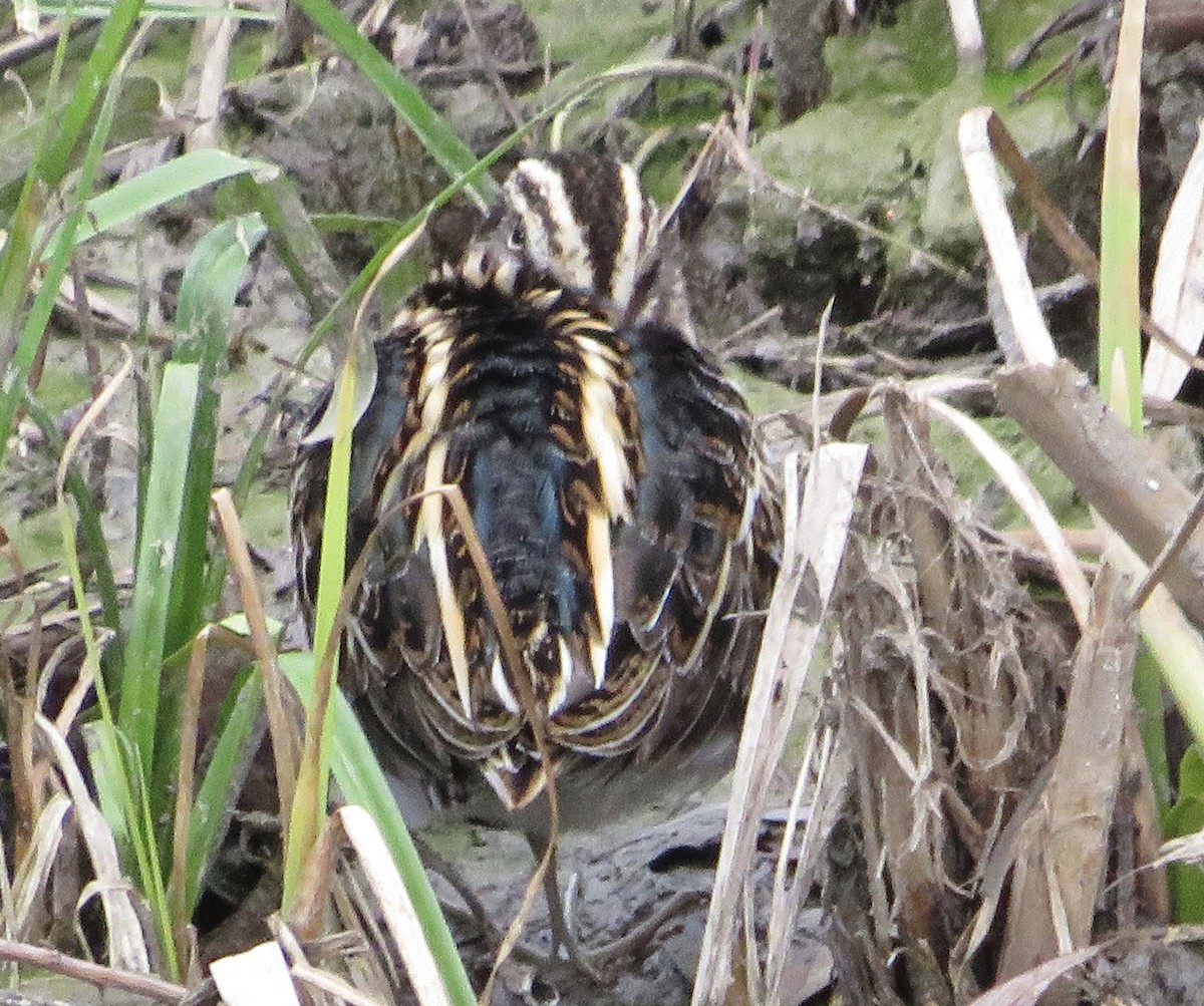 Jack Snipe - ML647188697
