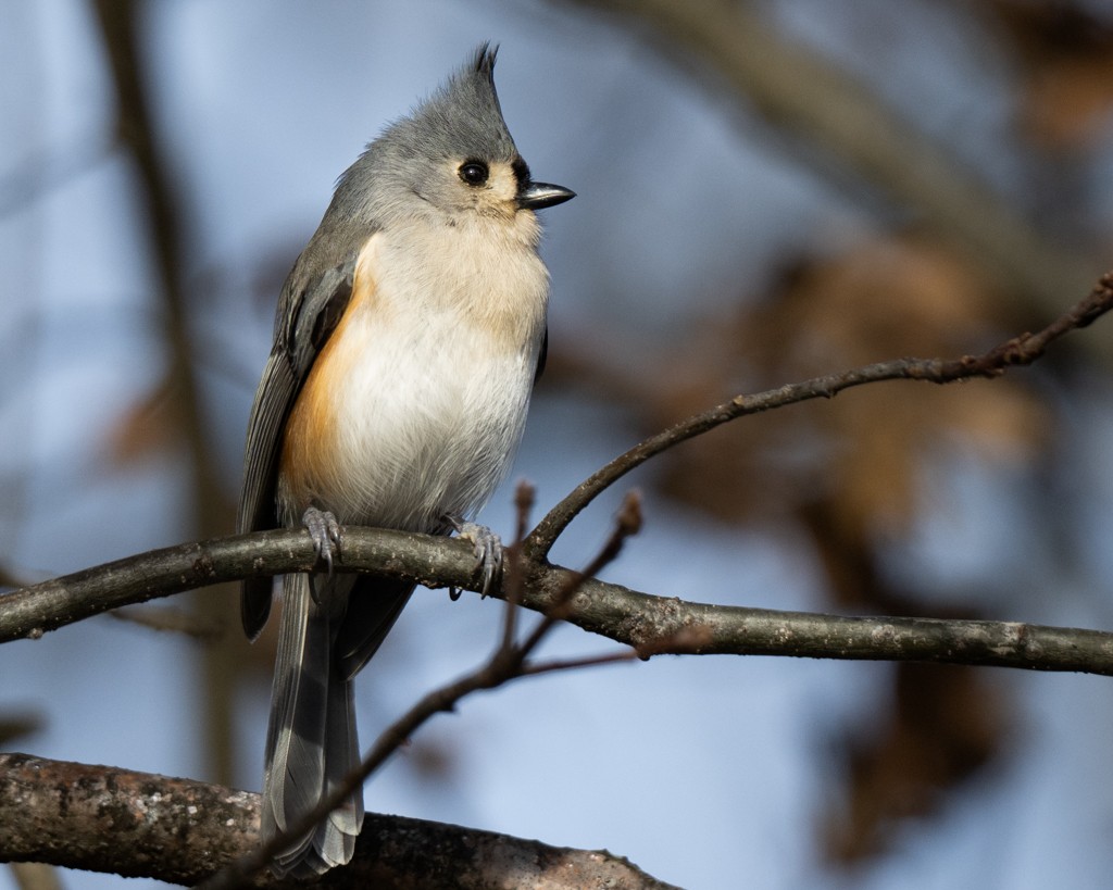 Tufted Titmouse - ML647188699