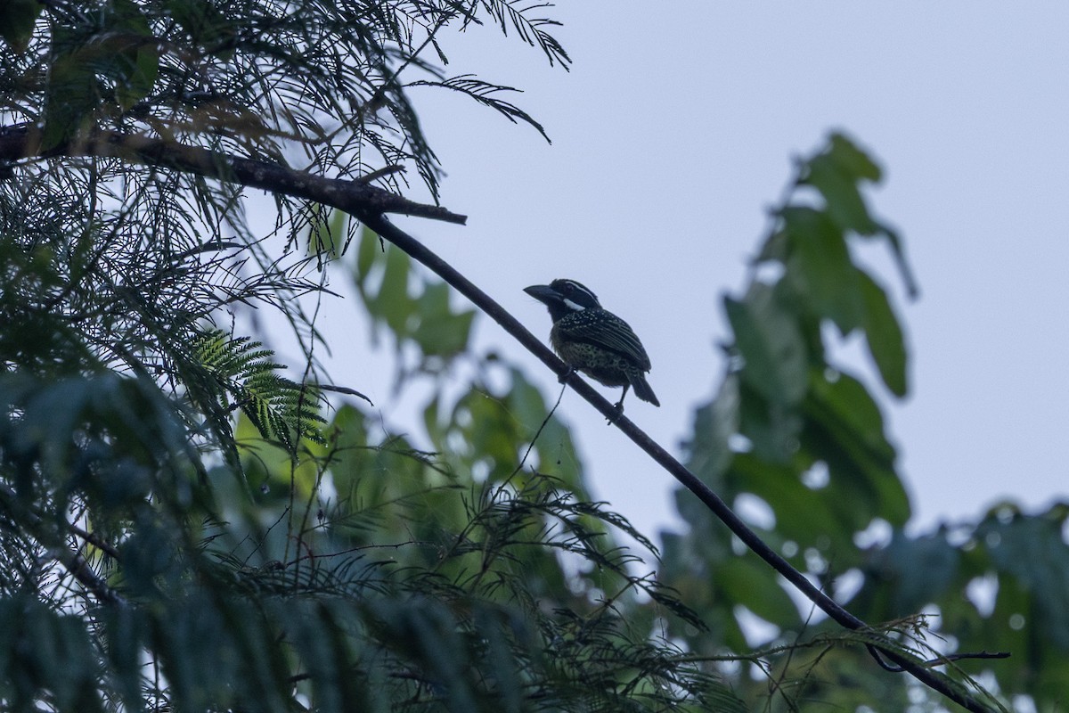 Hairy-breasted Barbet - ML647188706