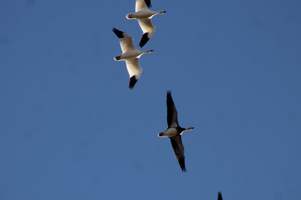 Белый гусь - ML647188708