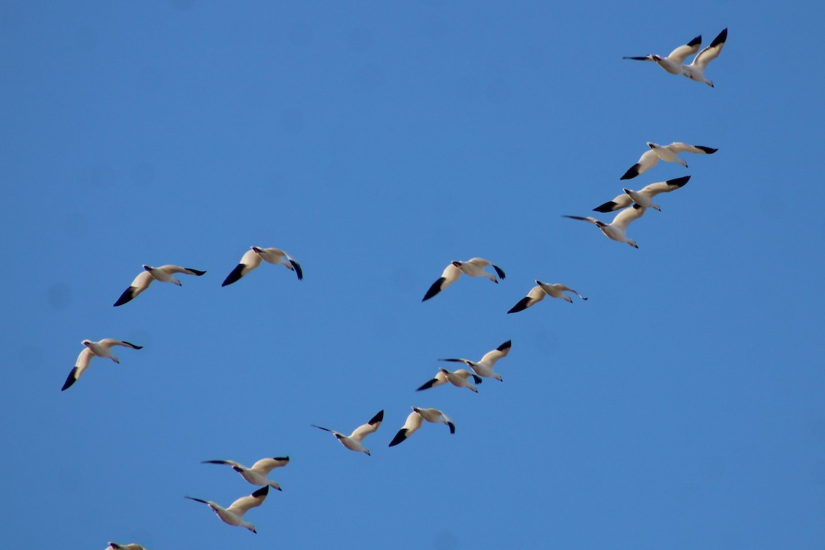 Белый гусь - ML647188715