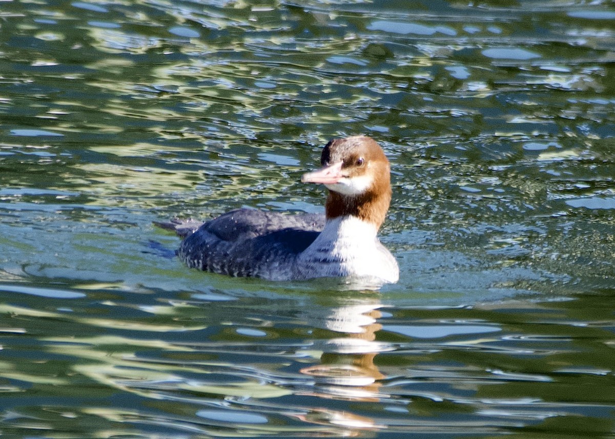 Common Merganser - ML647188722