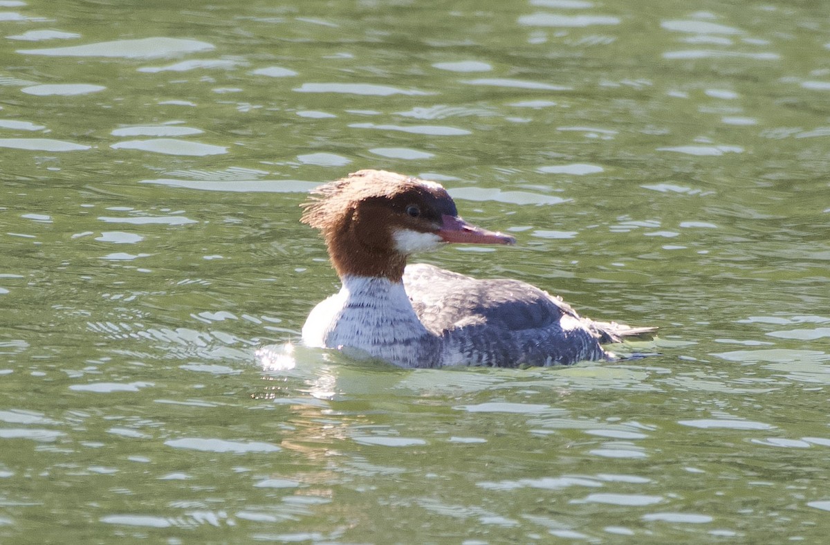 Common Merganser - ML647188728