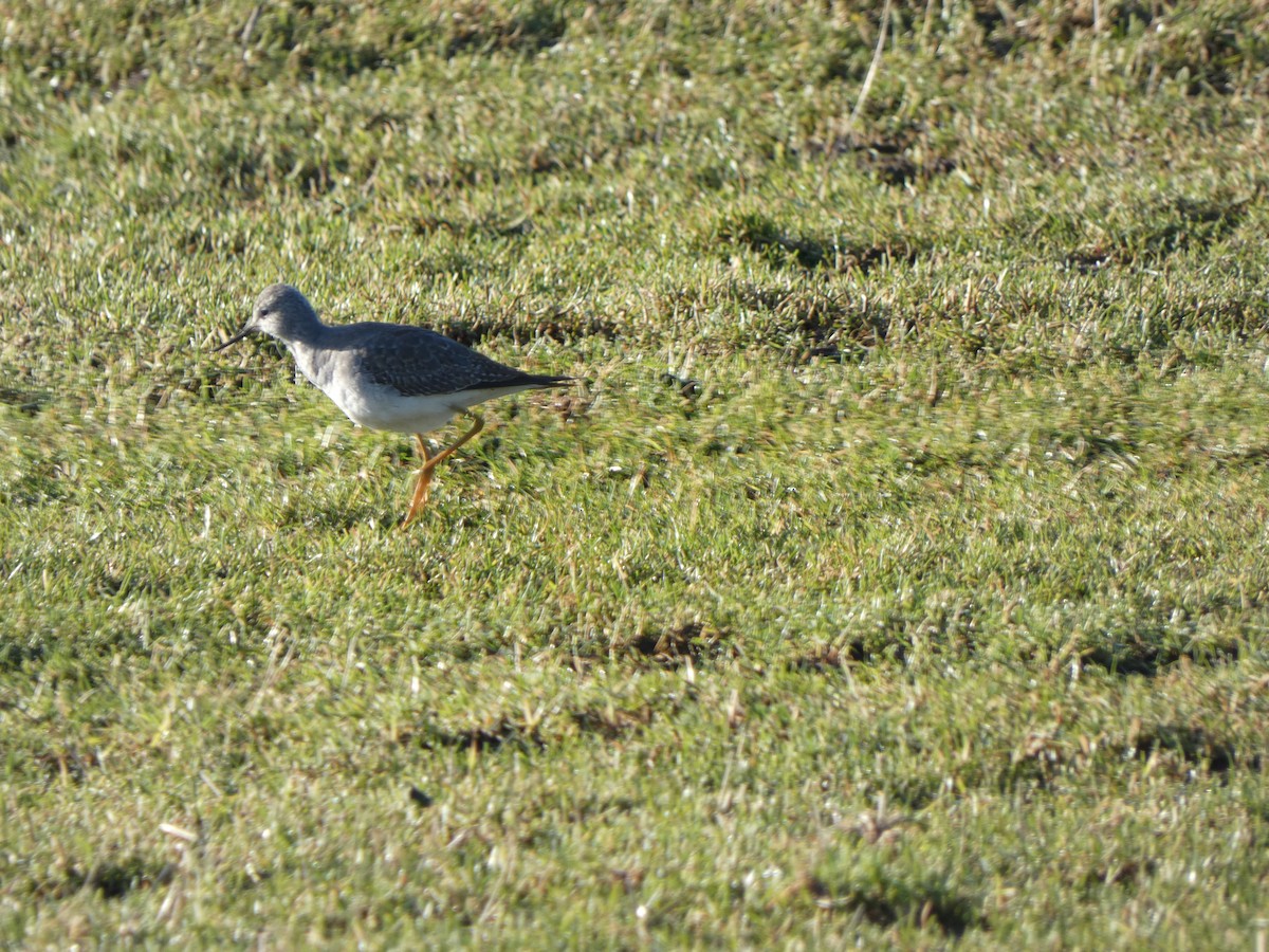 Lesser Yellowlegs - ML647188729