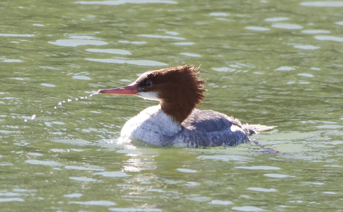 Common Merganser - ML647188730