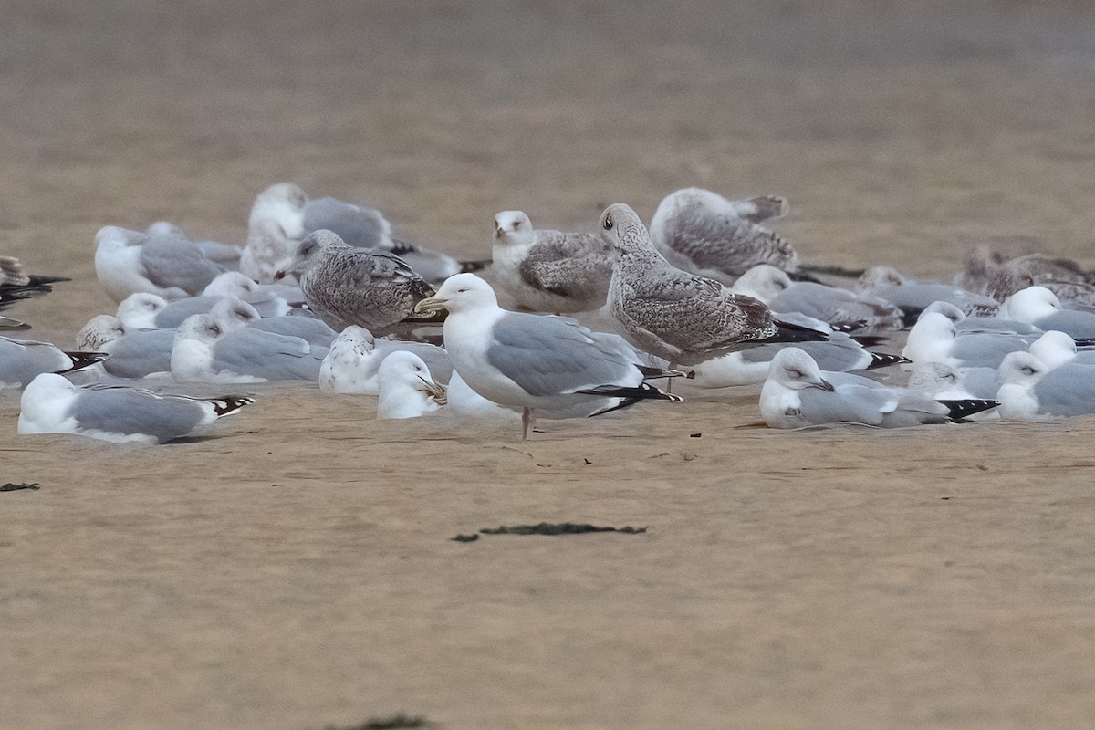 European Herring Gull - ML647188731