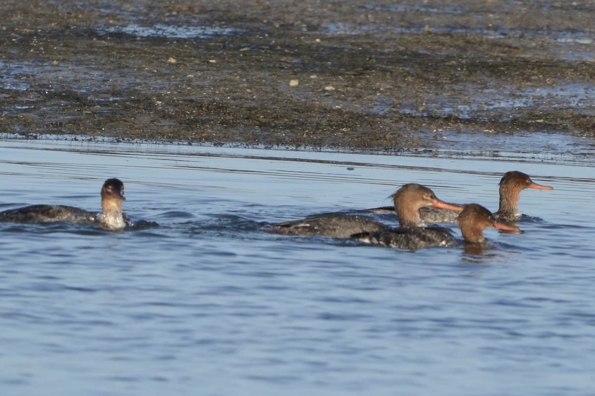 Red-breasted Merganser - ML647188732