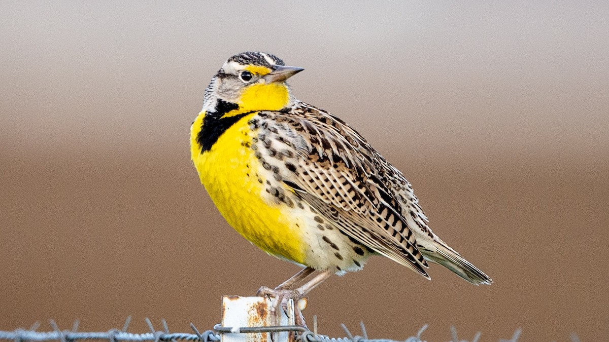 Western Meadowlark - ML647188733