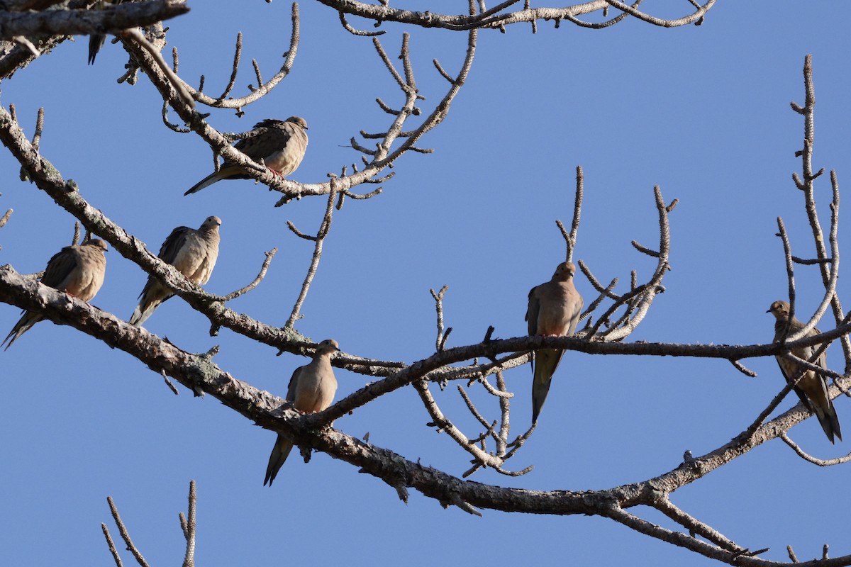 Mourning Dove - ML647188734