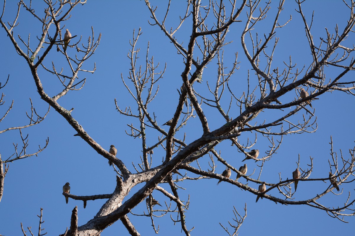 Mourning Dove - ML647188735