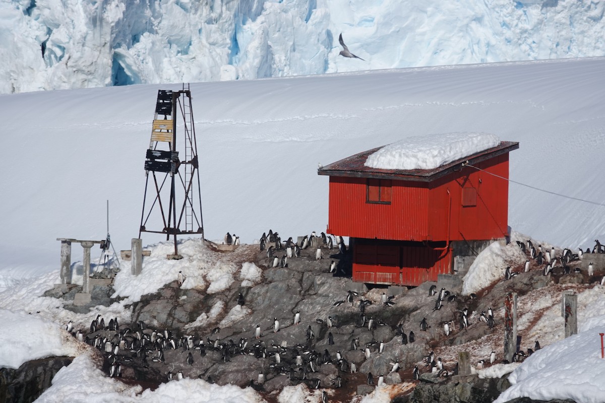 Gentoo Penguin - ML647188736