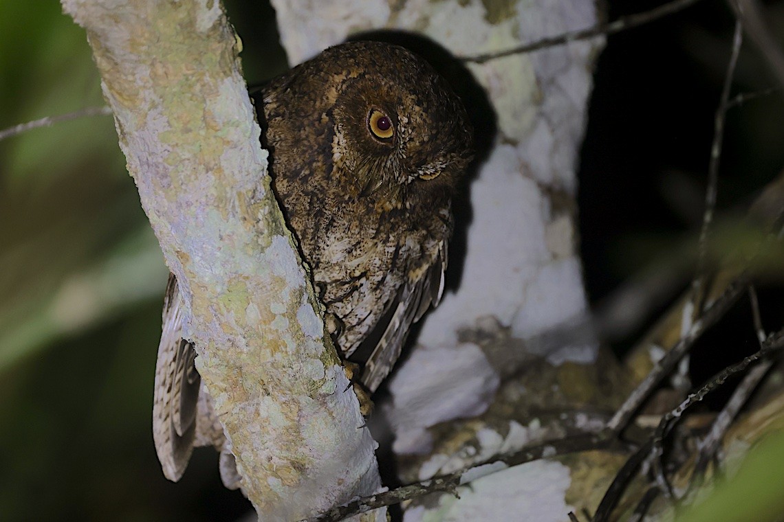 Sulawesi Scops-Owl - ML647188737