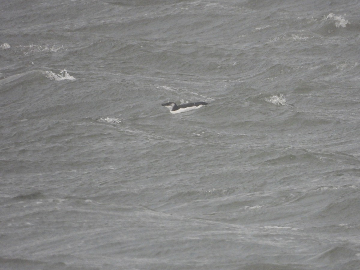 Razorbill - ML647188738