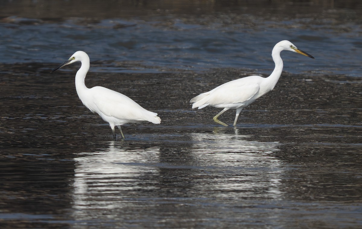 Chinese Egret - ML647188739