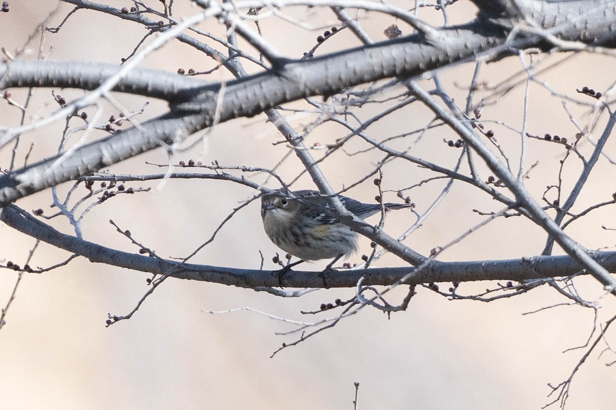 Yellow-rumped Warbler (Myrtle) - ML647188740