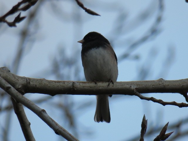 Dark-eyed Junco - ML647188741