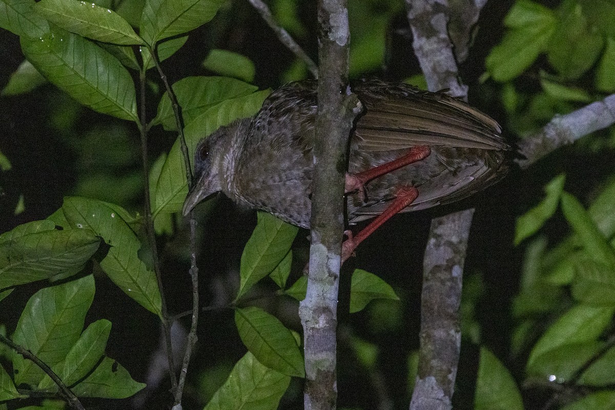 Nkulengu Rail - ML647188743