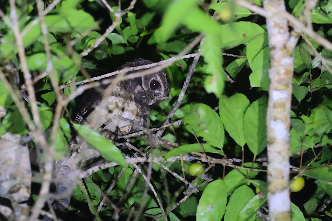 Speckled Boobook - ML647188744