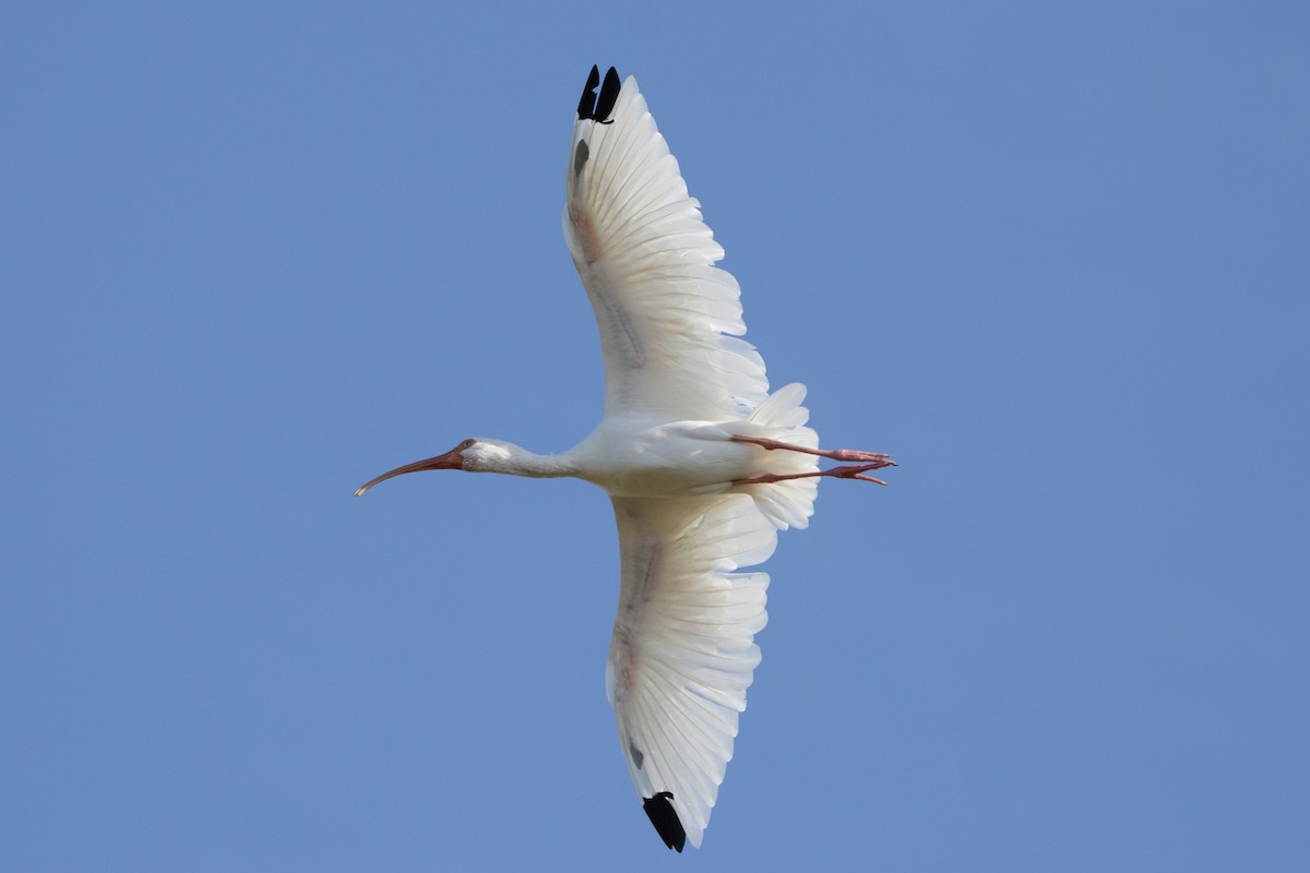 White Ibis - ML647188745