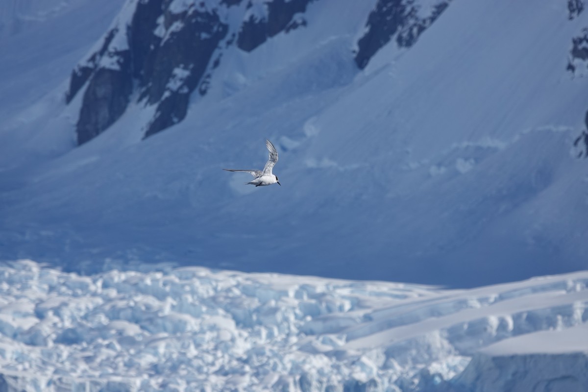 Antarctic Tern - ML647188746