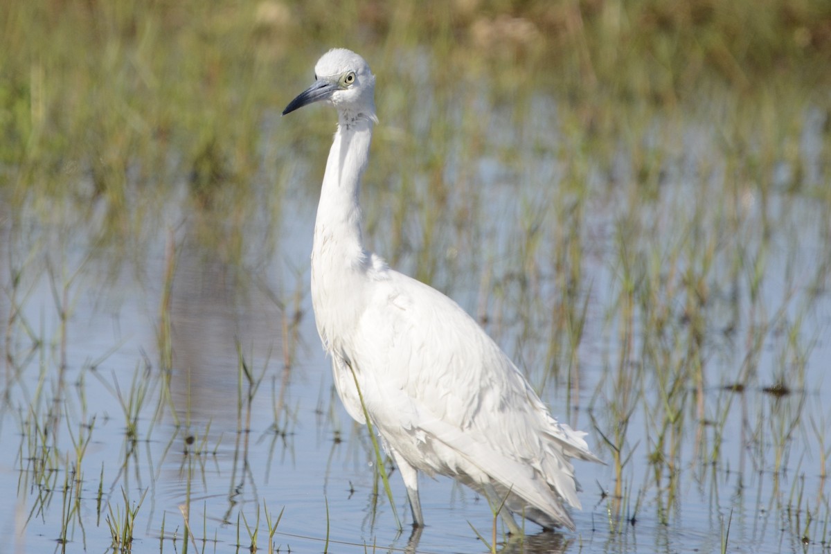 Little Blue Heron - ML647188748