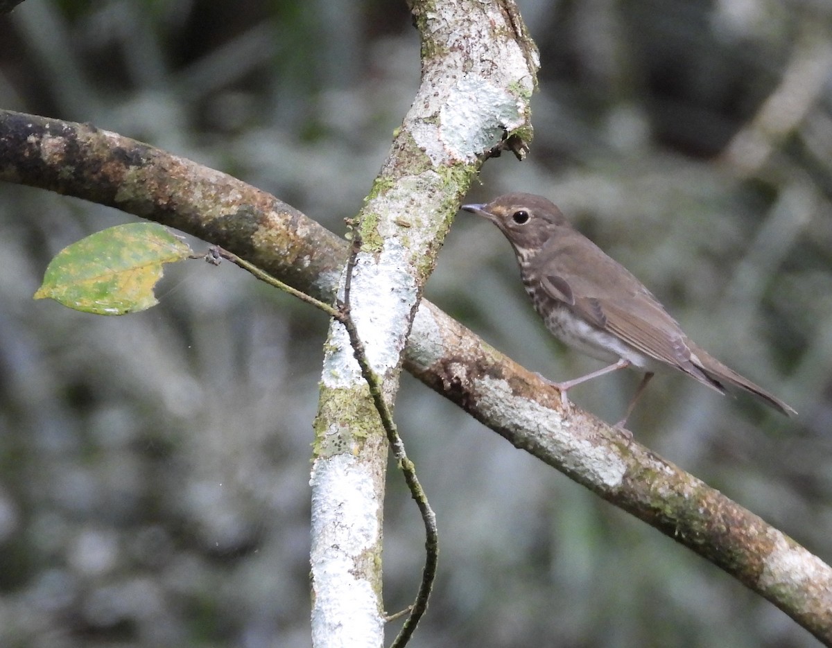 Swainson's Thrush - ML647188749