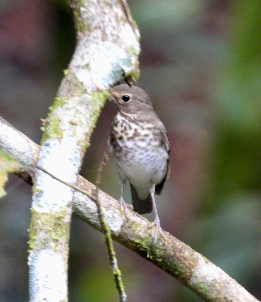 Swainson's Thrush - ML647188750