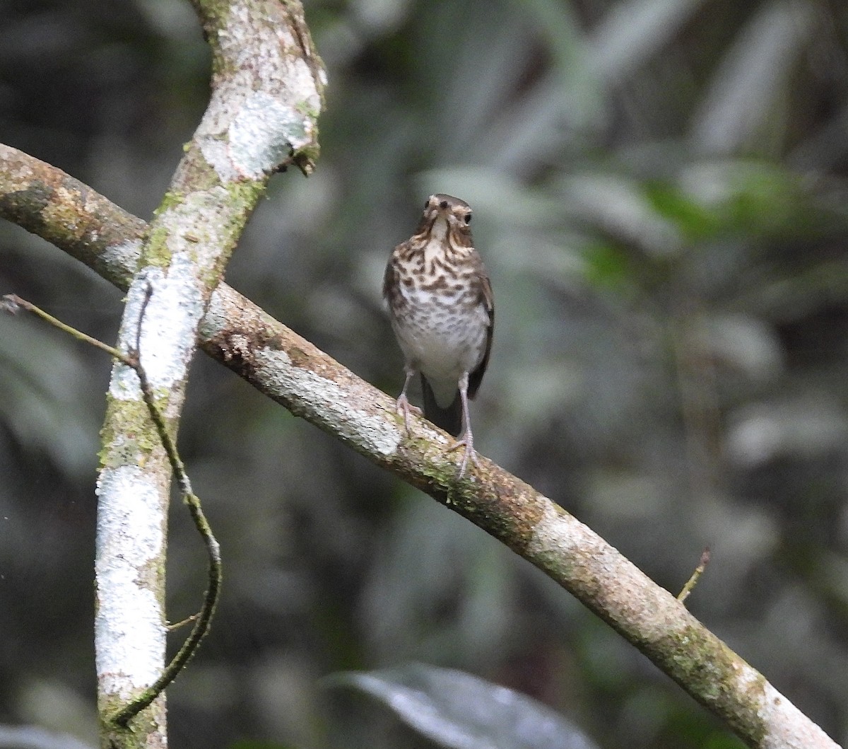 Swainson's Thrush - ML647188751