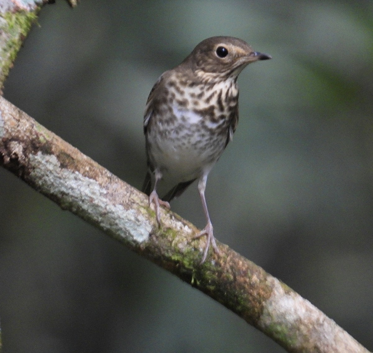 Swainson's Thrush - ML647188752