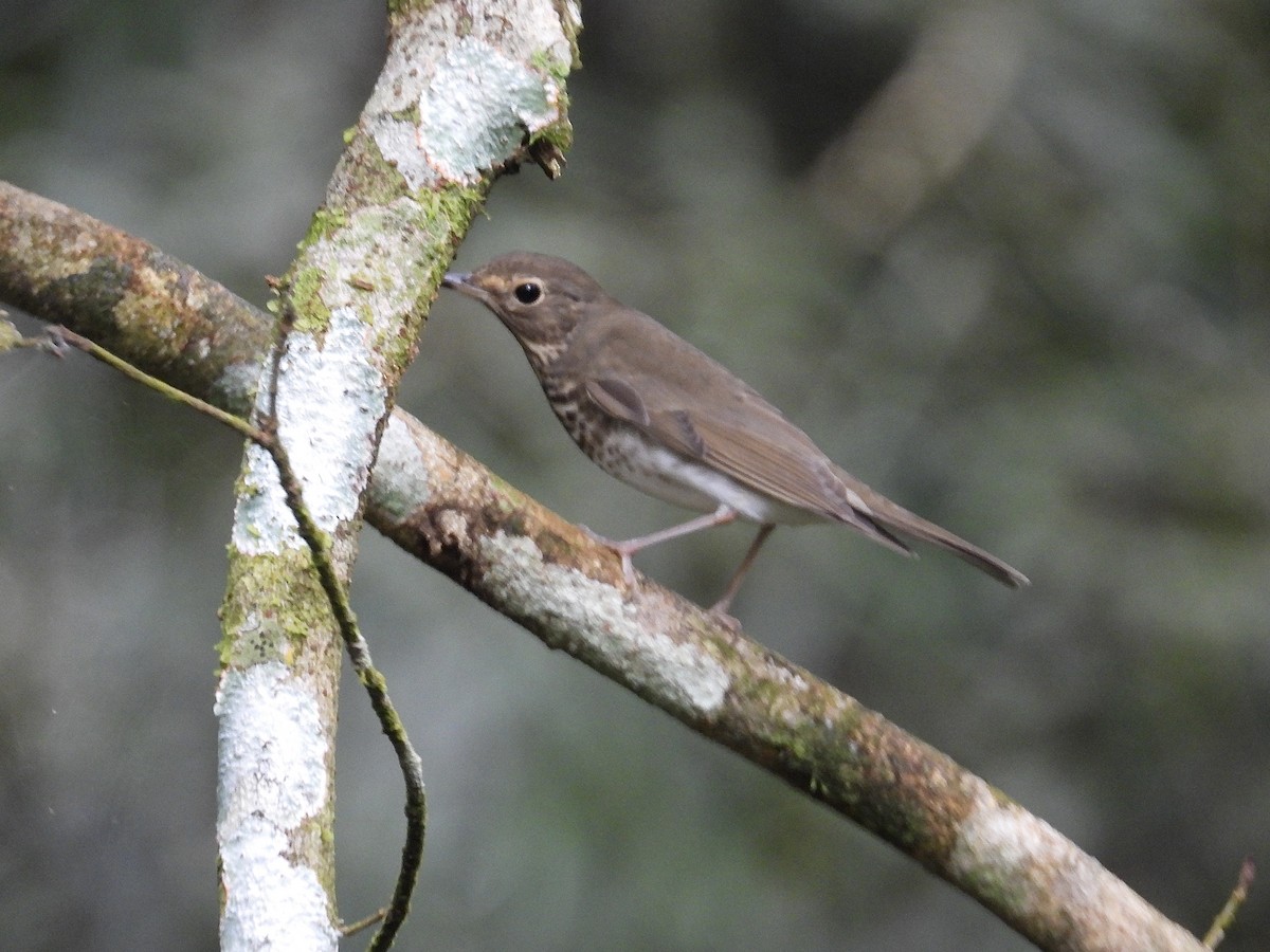 Swainson's Thrush - ML647188753