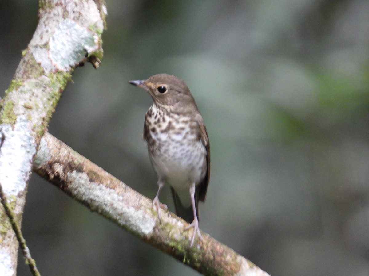 Swainson's Thrush - ML647188754
