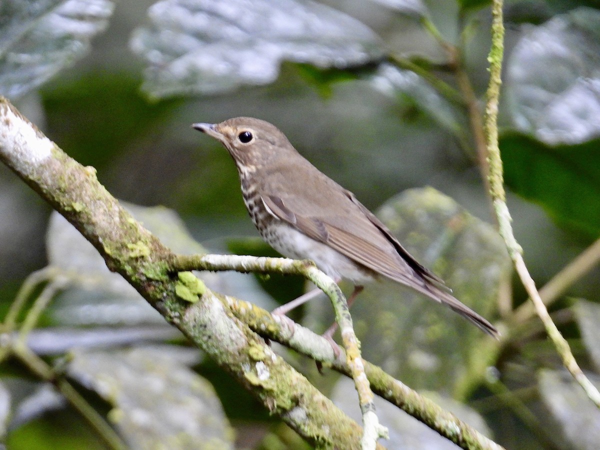 Swainson's Thrush - ML647188755