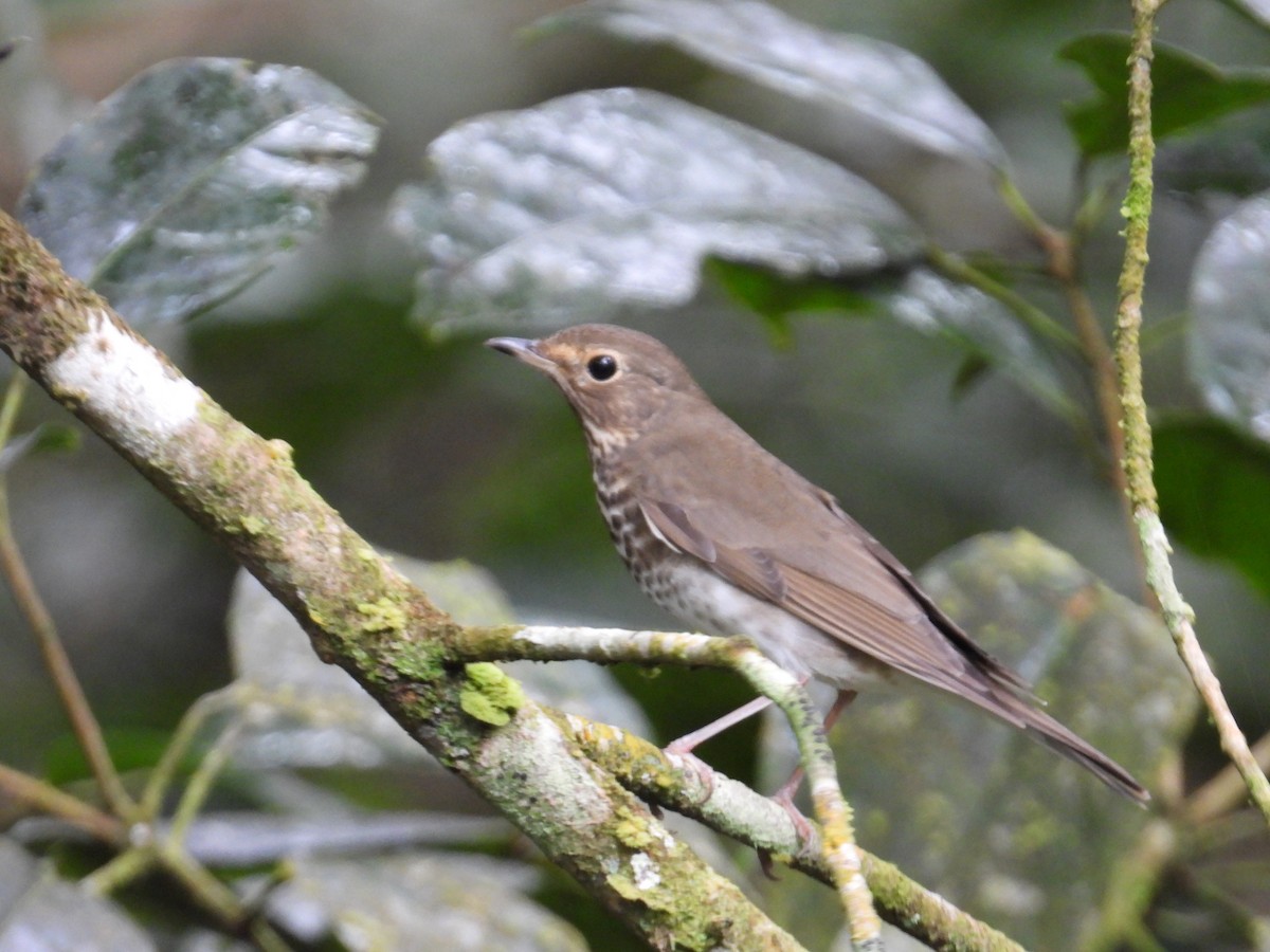 Swainson's Thrush - ML647188756