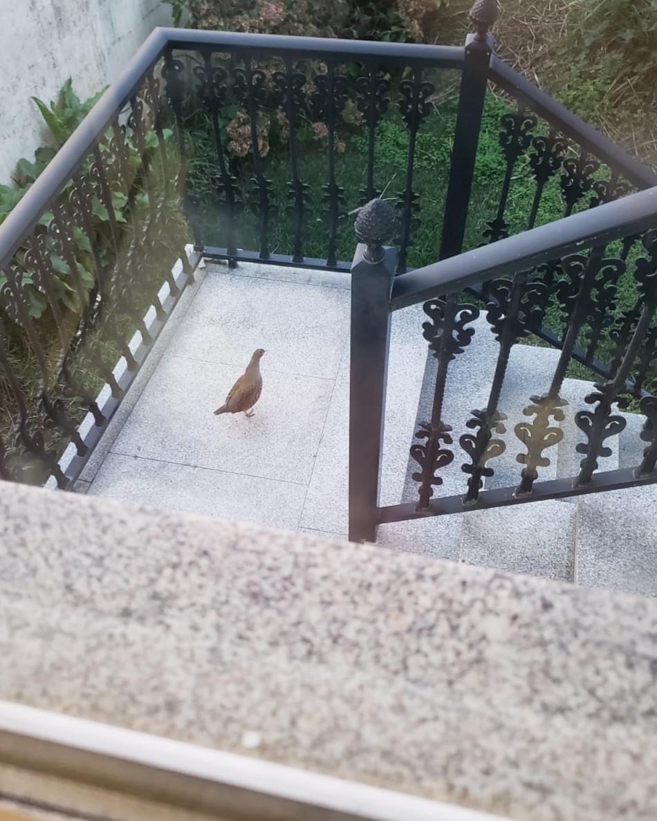 Gray Partridge - ML647188757