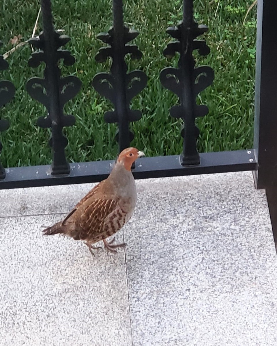 Gray Partridge - ML647188758