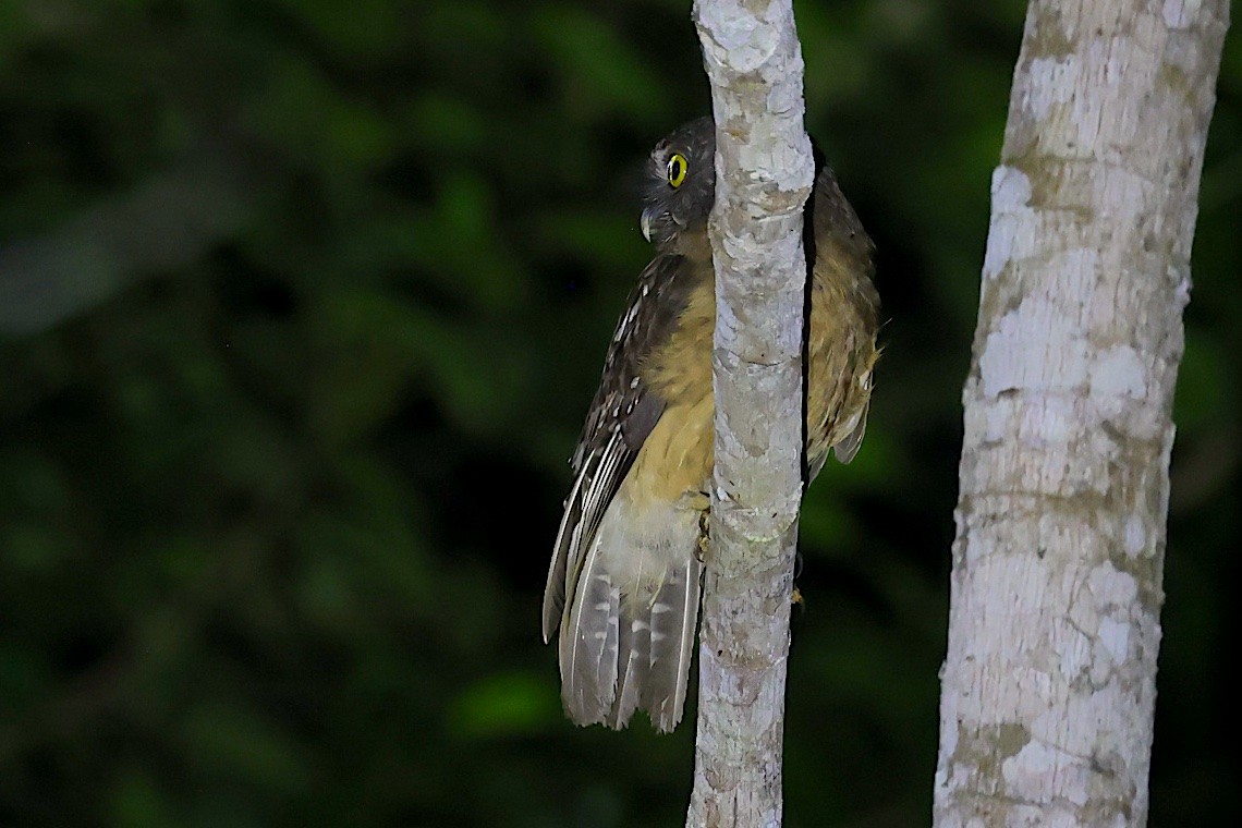 Ochre-bellied Boobook - ML647188759