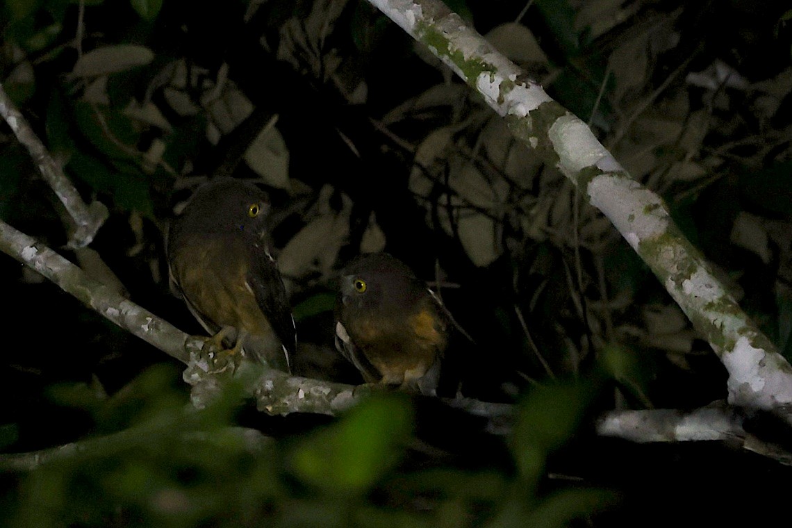 Ochre-bellied Boobook - ML647188760