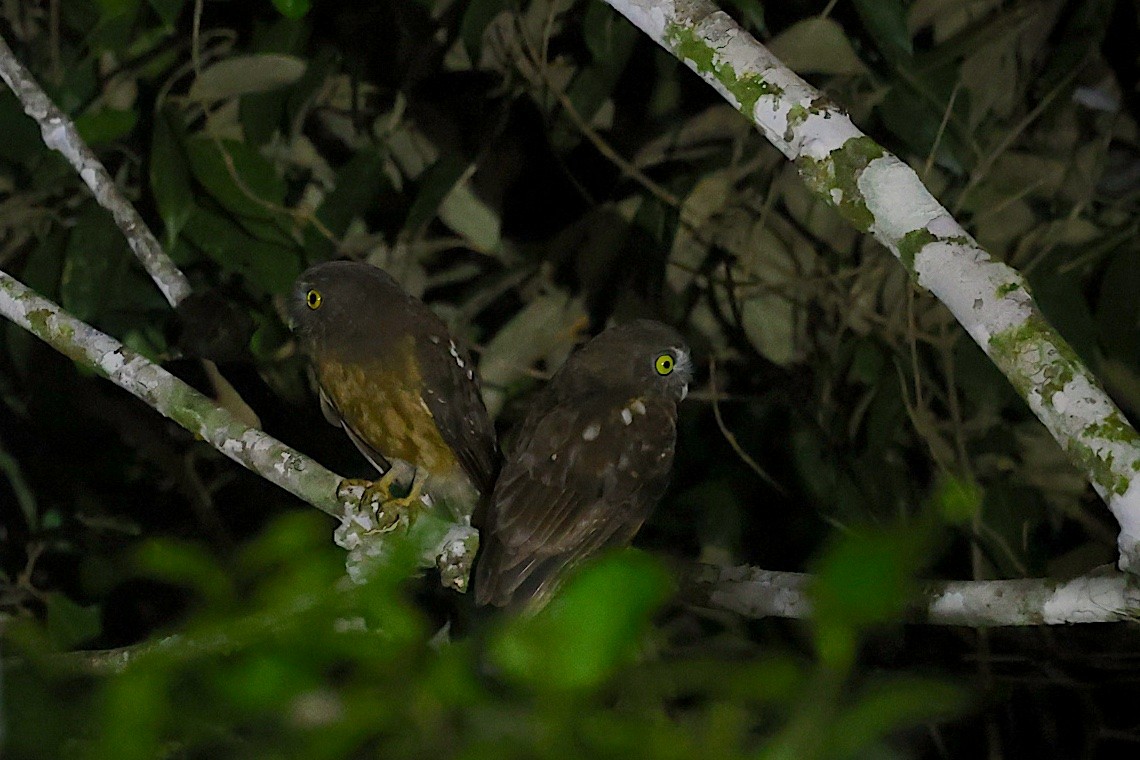 Ochre-bellied Boobook - ML647188761