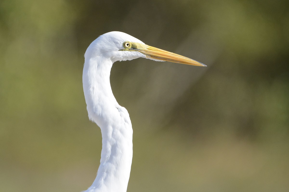 Great Egret - ML647188762
