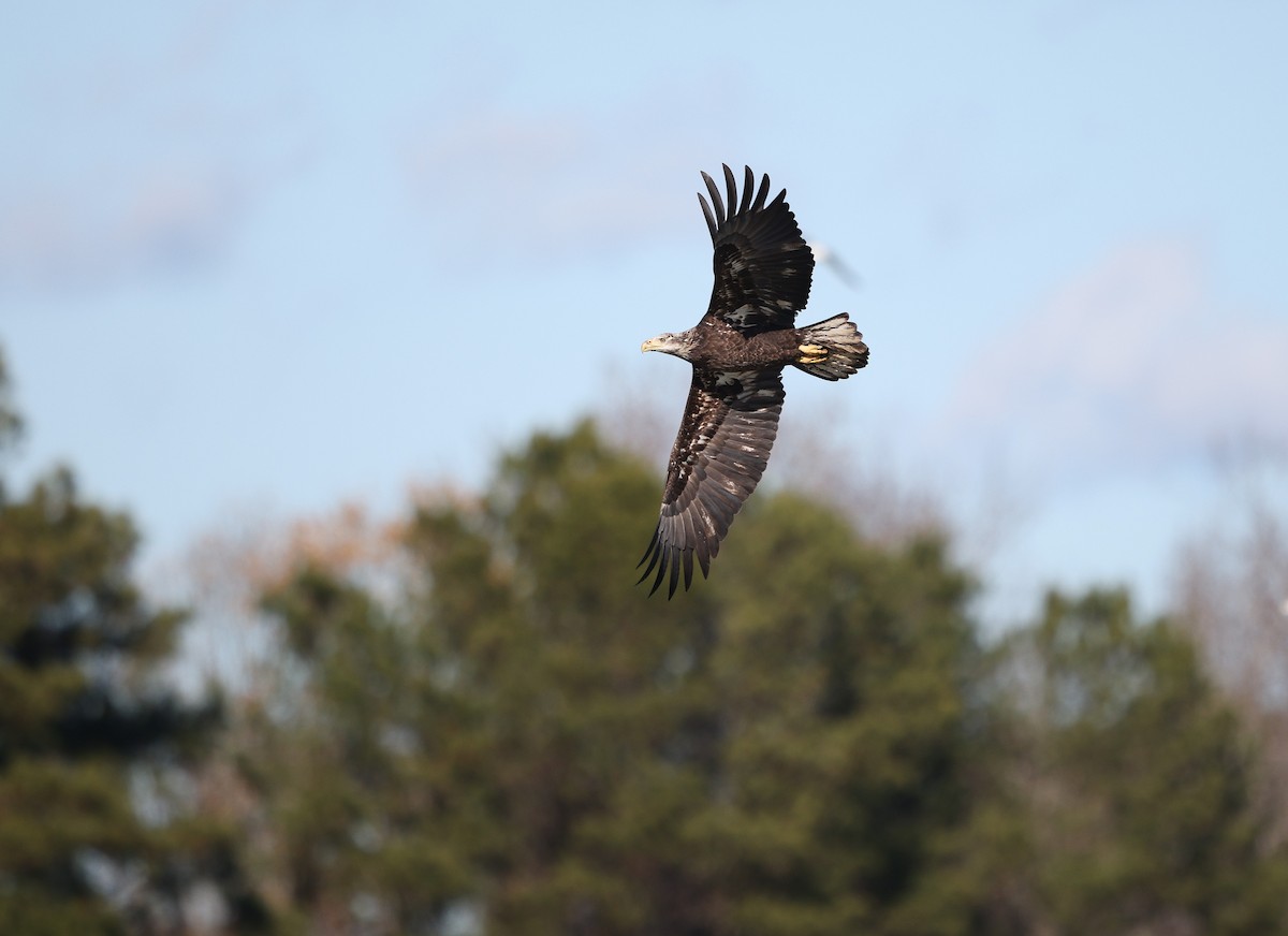 Bald Eagle - ML647188763