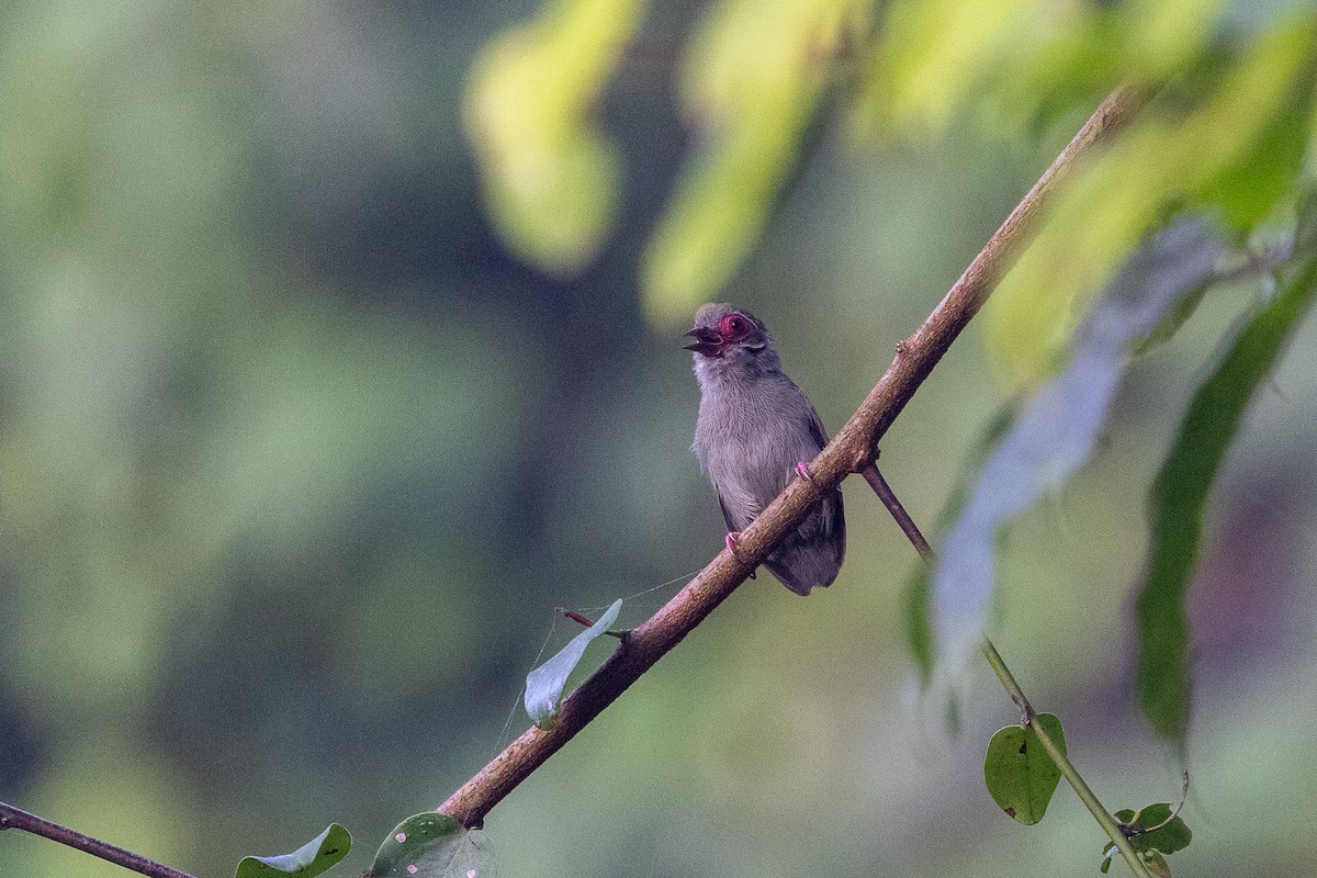 African Piculet - ML647188769
