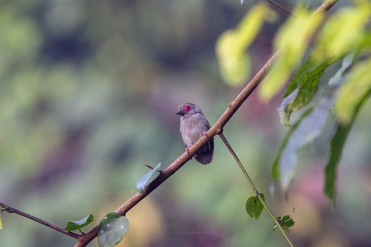 African Piculet - ML647188770