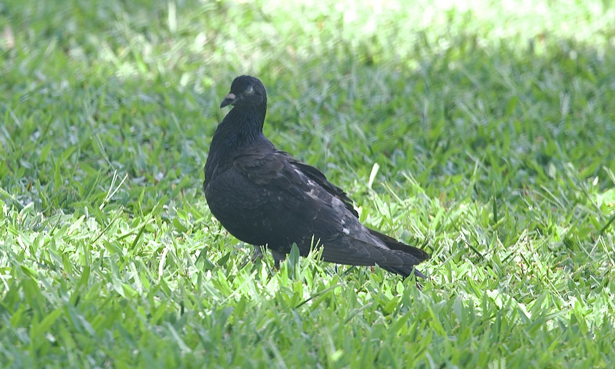 יונת בית - ML647188771