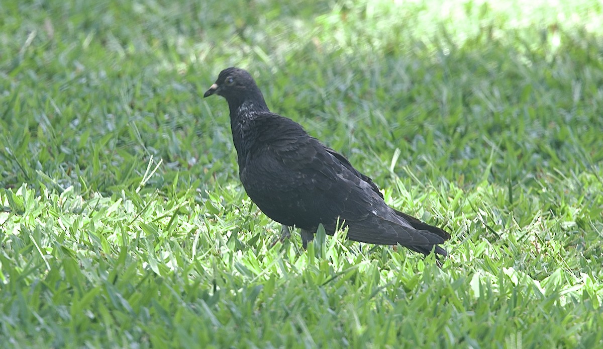 יונת בית - ML647188772