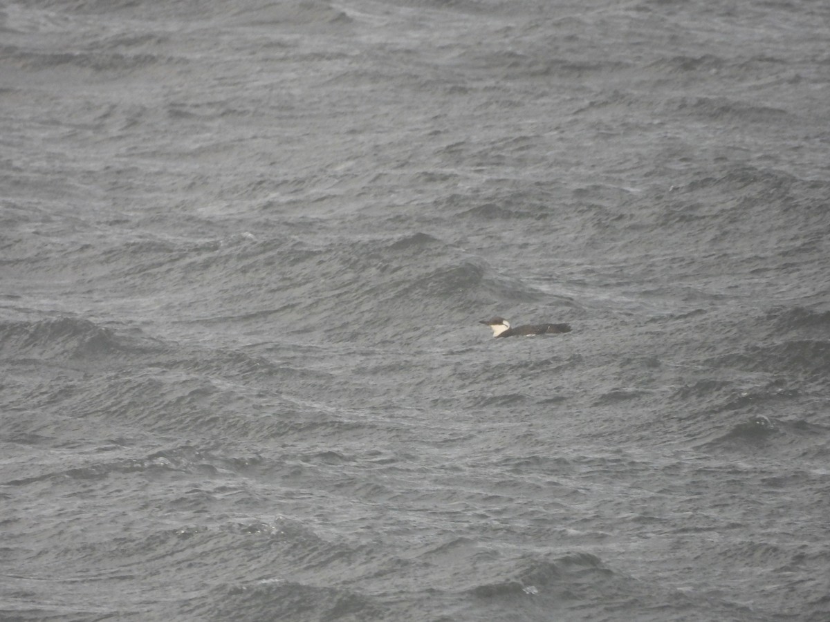 Common Murre - ML647188797