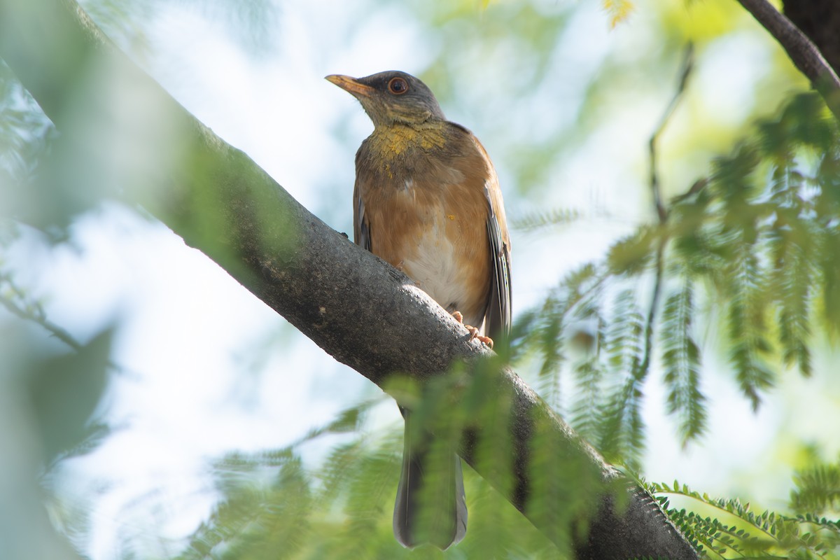 drozd rezavohřbetý - ML647188806