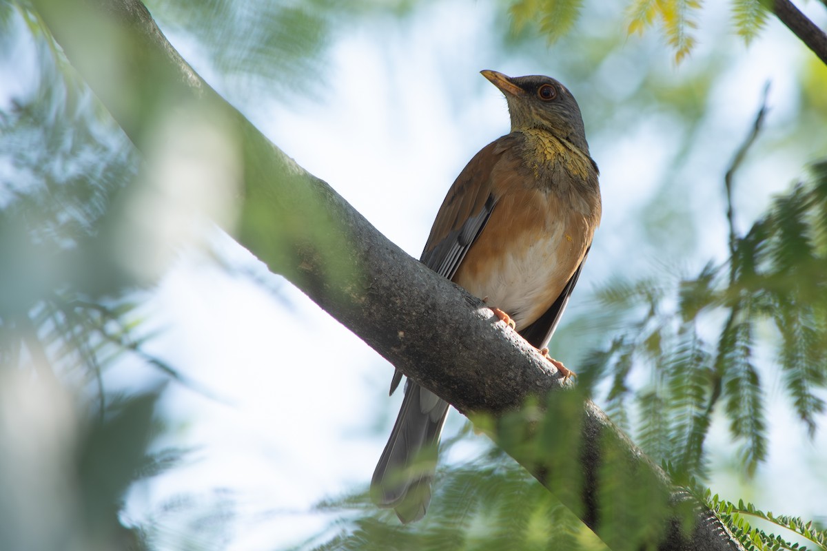 drozd rezavohřbetý - ML647188807