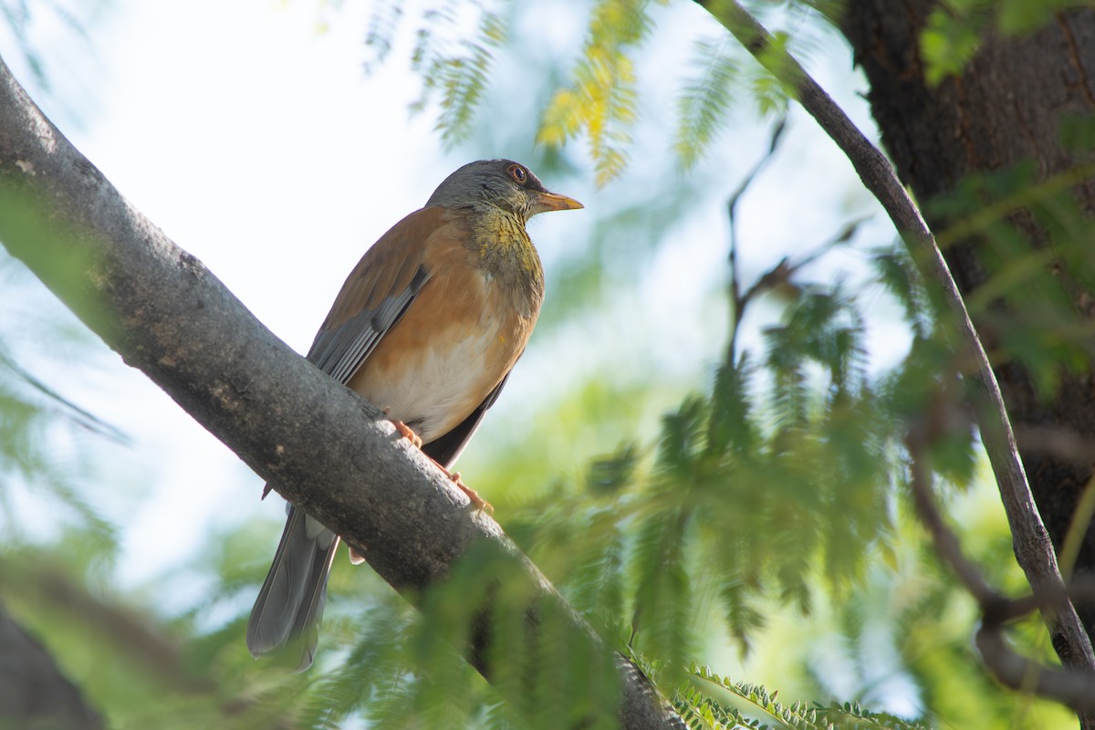 drozd rezavohřbetý - ML647188808