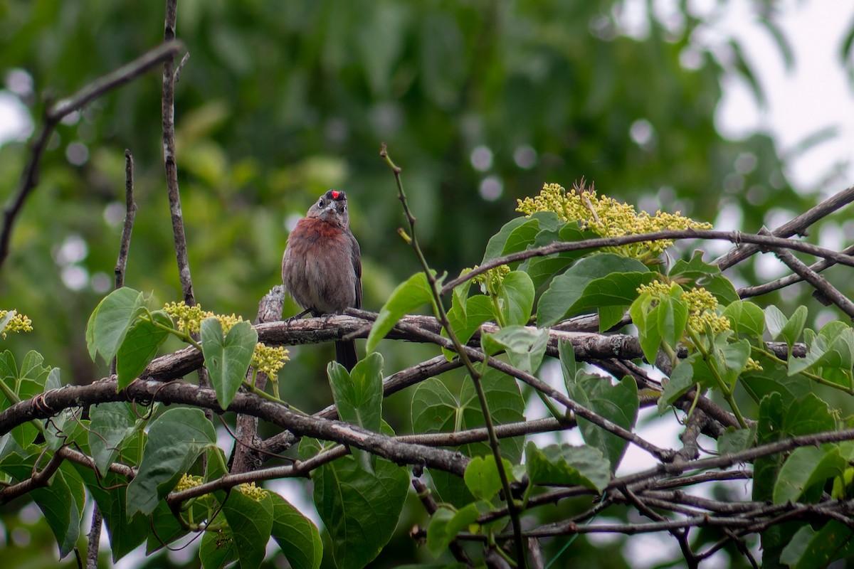 Красная арагуира - ML647188810