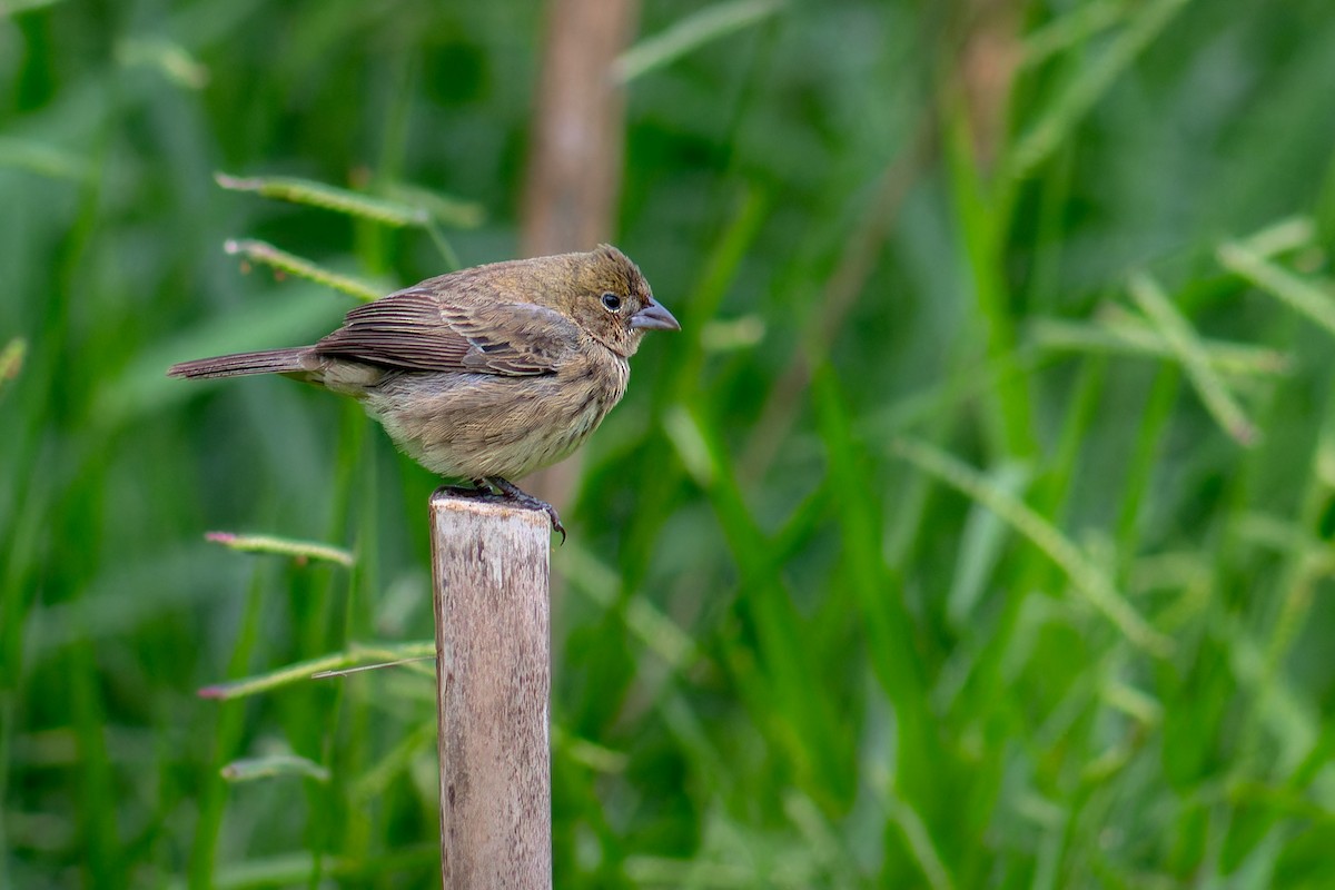 シコンヒワ - ML647188813